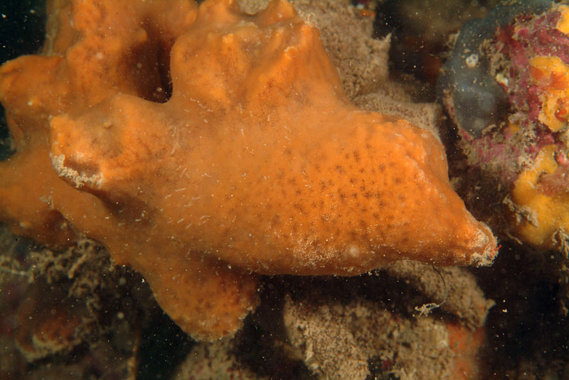 Spugne epibionti della Tegnue Adria di Chioggia